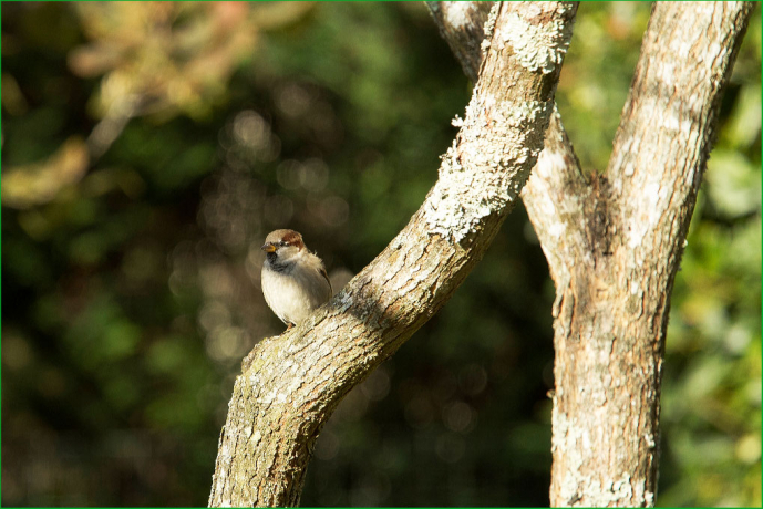 Moineau domestique posé sur un arbre