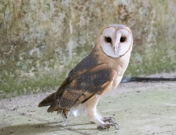 One owl, one village: conservation of barn owls and little owls (45)