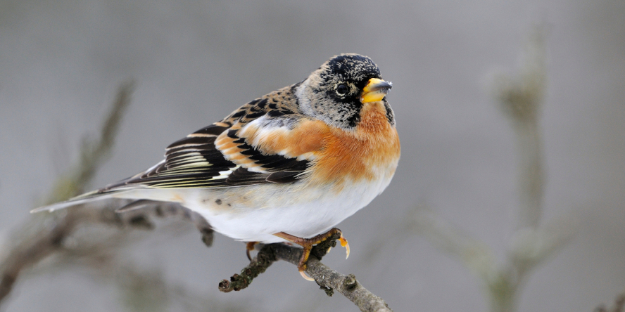 L'opération comptage des oiseaux revient en janvier 2024