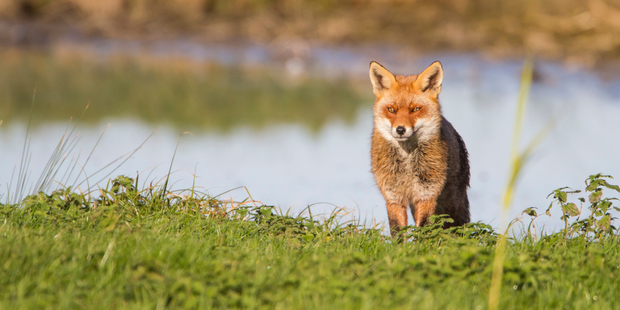 Renard roux