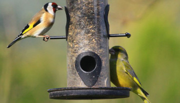 Nourrissage et maladies des oiseaux - LPO (Ligue pour la Protection des  Oiseaux) - Agir pour la biodiversité