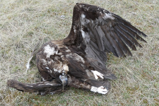 cadavre de Vautour moine