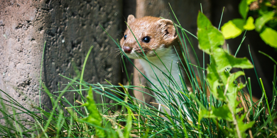 Belette d'Europe (Mustela nivalis) / Pixabay