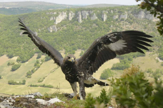 aigle royal posé, les ailes déployées