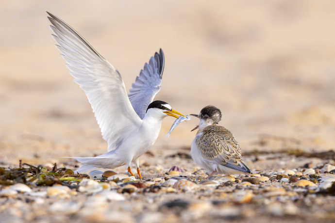 Sterne naine nourrissant son poussin avec un poisson