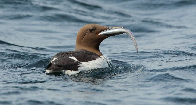 Guillemot de Troïl (Uria aalge) tenant un poisson dans son bec