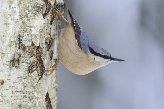 Sittelle torchepot, sur un tronc d'arbre