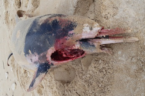 cadavre de dauphin sur le sable