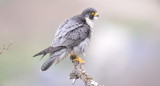 Faucon pèlerin (Falco peregrinus)