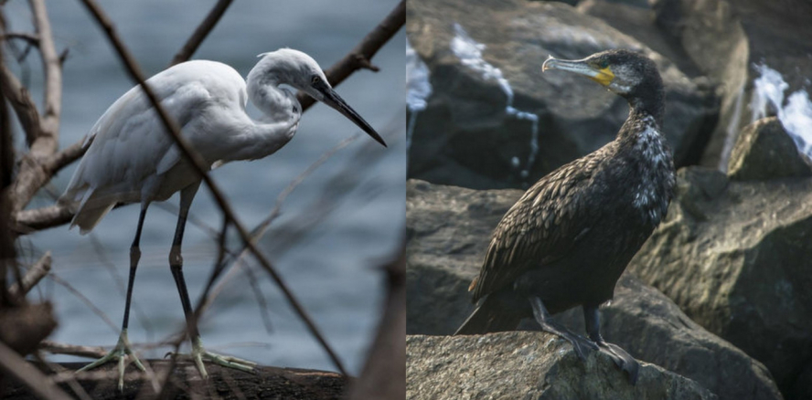 Aigrette garzette et Grand cormoran