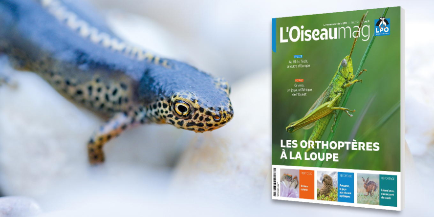 Couverture : criquet des clairières mâle - Crédit photo : Henk/Adobestock // Triton alpestre - Crédit photo : Léa Collober