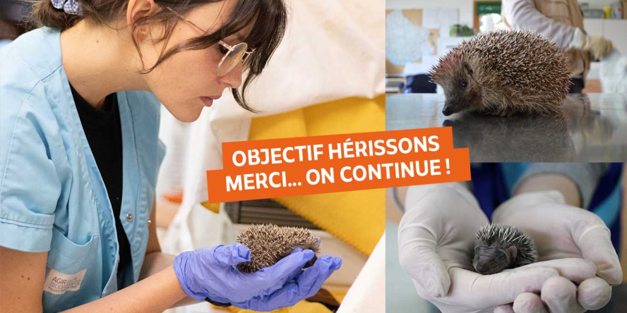 1- Ecovolontariat © Anaïs Thomas 2- Hérisson d’Europe en soins © Chloé Hugonnet 3- Bébé hérisson en soins © Marine Steinmann
