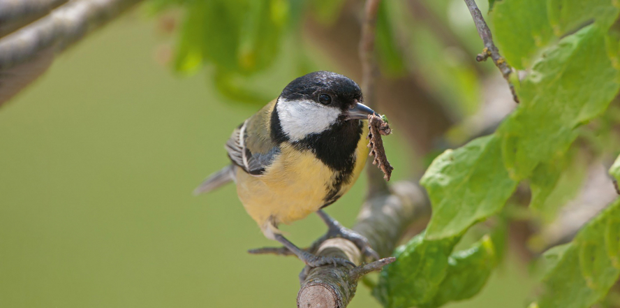 Quand nourrir les oiseaux ? - LPO (Ligue pour la Protection des Oiseaux) -  Agir pour la biodiversité