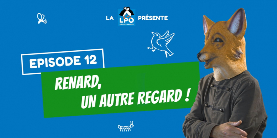 La LPO présente l'épisode 12 de sa Web-série Colocataires Sauvages. Renard, un autre regard.