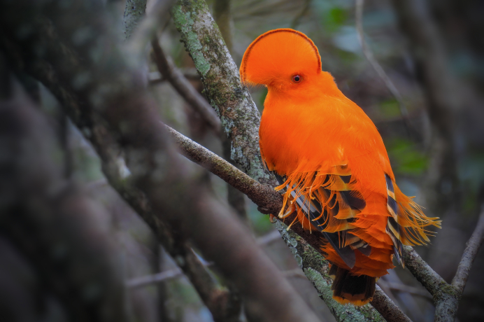 Coq de roche orange mâle