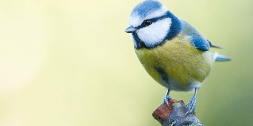 Mésange bleue posée sur une souche