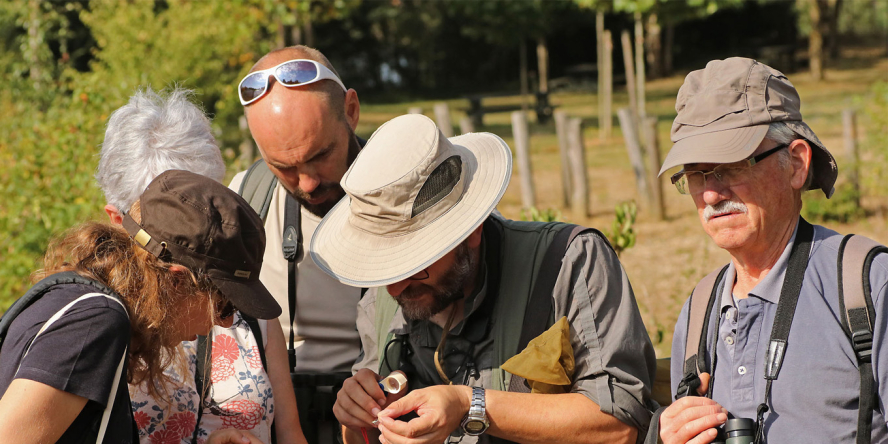 Un groupe de cinq personnes regardant un même insecte lors d'une formation naturalistes en extérieur
