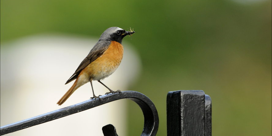 Rougequeue à front blanc posé sur le portail d'un jardin avec un insecte dans le bec