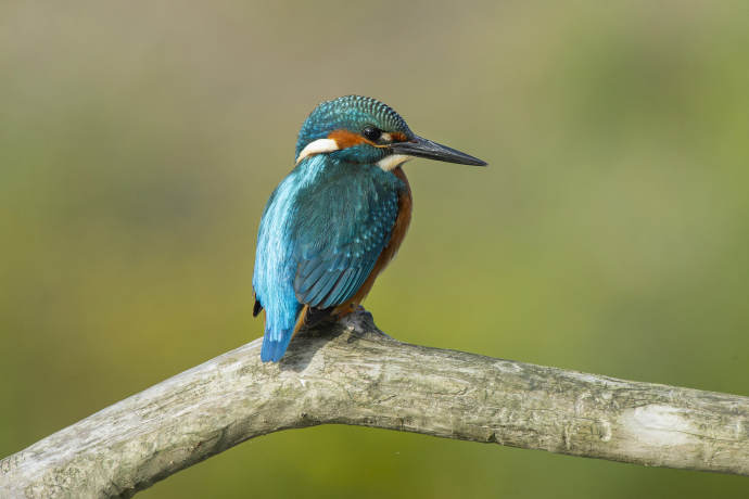 Martin-pêcheur d’Europe (Alcedo atthis)
