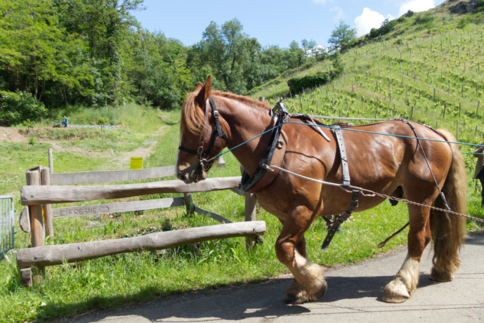 Cheval de trait
