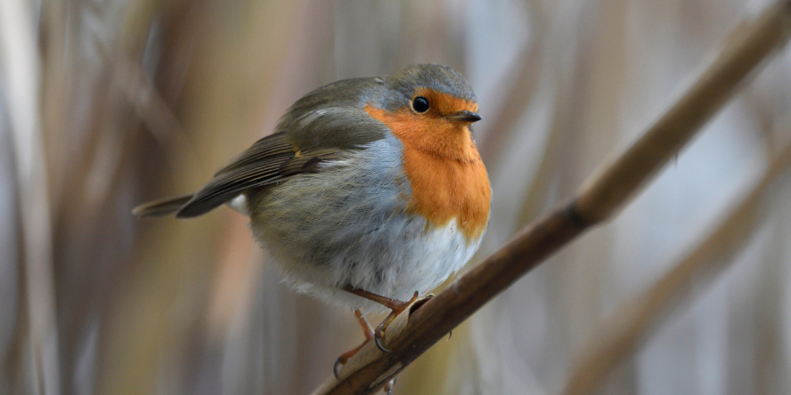 Rougegorge familier, le plumage gonflé, posé sur une branche.