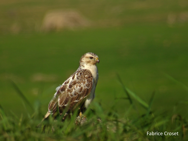 Buse variable