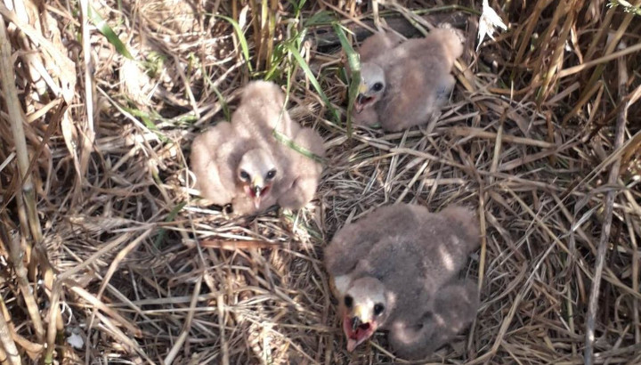Participate in Harrier Monitoring and Protection in Aude in 2027