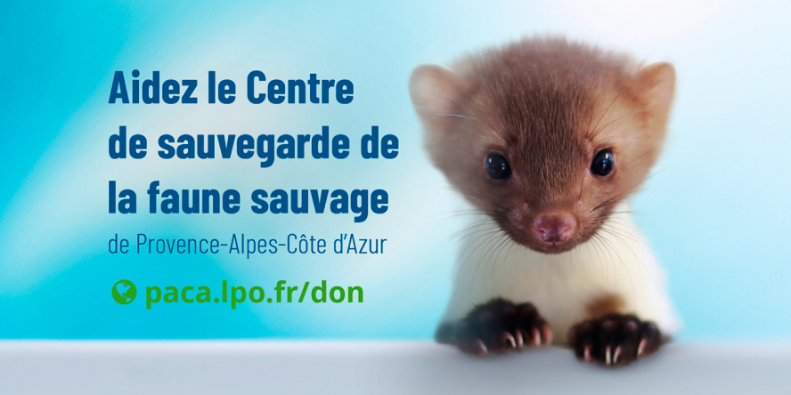 Appel aux dons : aidez le Centre de sauvegarde de la faune sauvage. Fouine © Anaïs THOMAS