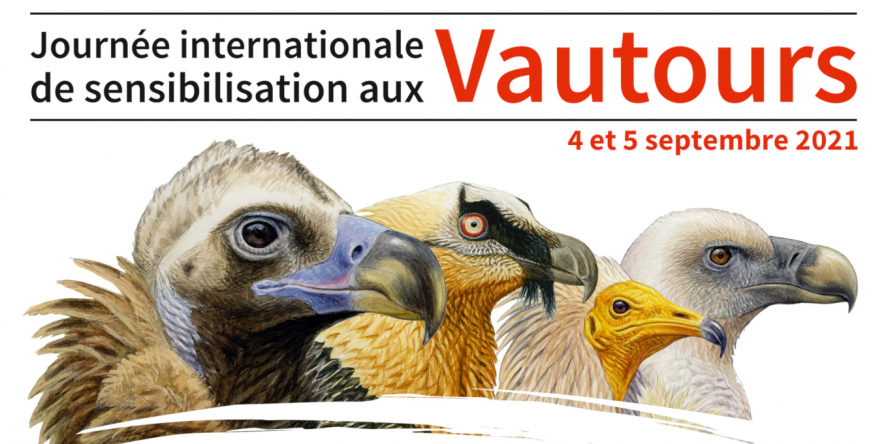 Bandeau Journées des vautours 2021
