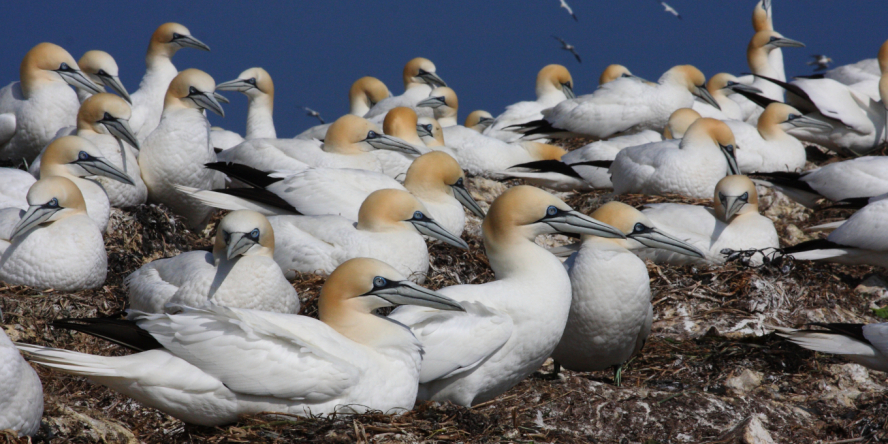 La colonie de Fous de Bassan sur la Réserve naturelle des 7 Îles