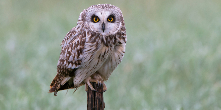 Hibou des marais posé sur un piquet face au photographe