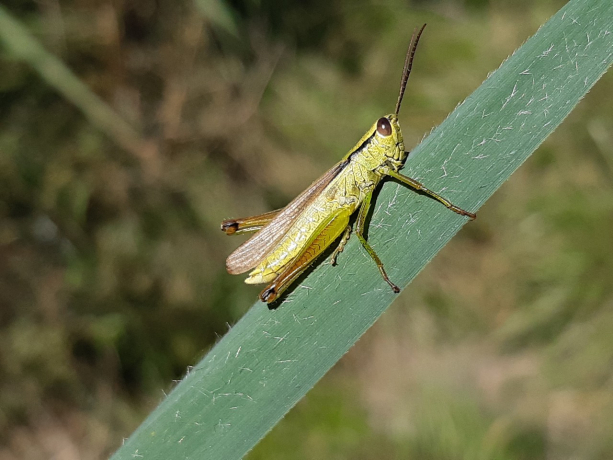 Criquet des roseaux sur une herbe