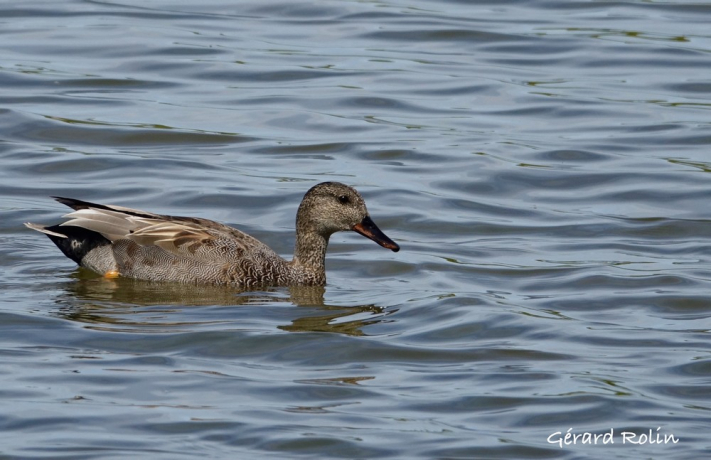 Canard chipeau mâle, dans l'eau
