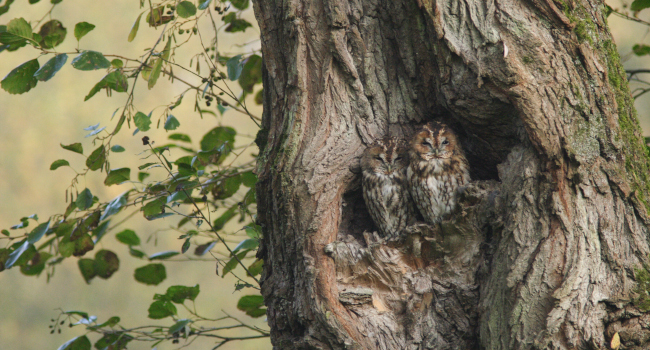 Chouettes hulotte dans un tronc