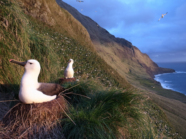 Deux albatros à bec jaune