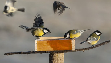 Mangeoire à oiseaux : comment nourrir les oiseaux de son jardin en