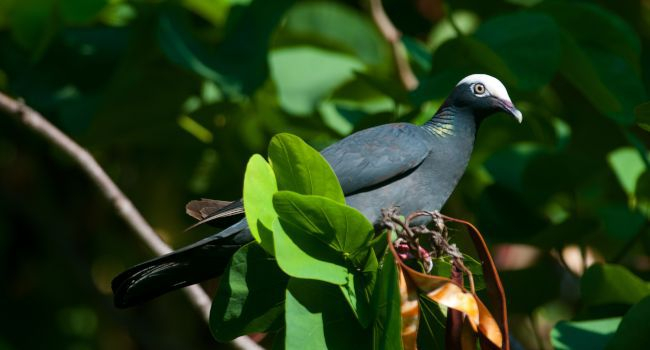 Pigeon à couronne blanche