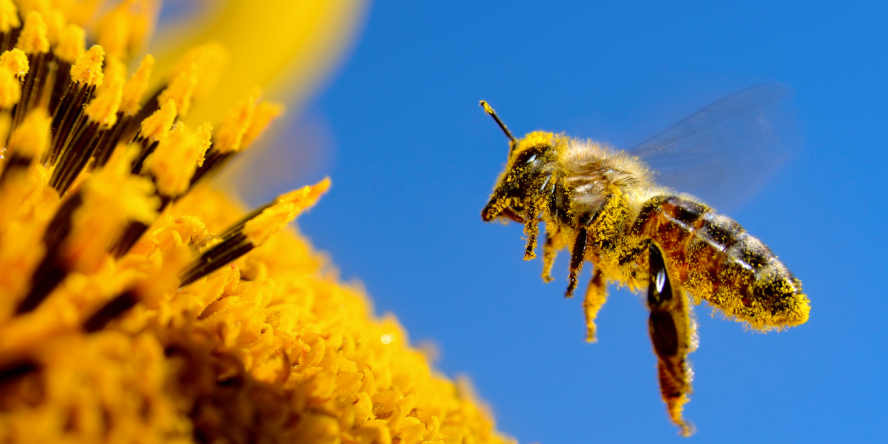Abeille – Crédit photo : Alexandrum79
