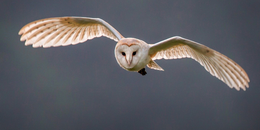 Effraie des clochers de face en vol dans le ciel les ailes déployées