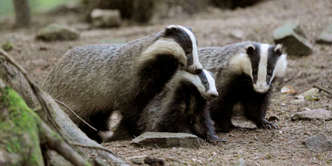 Famille paisible de blaireau dans un bois