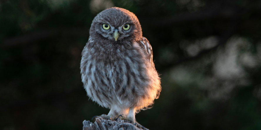 Chevêche d’Athéna au crépuscule posée sur un perchoir en train de fixer le photographe