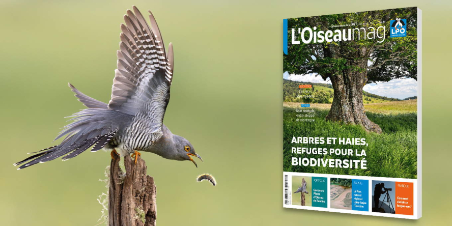 Coucou gris posé sur un piqué de clôture en train de se régaler avec une chenille processionnaire et couverture du nouveau numéro de l'oiseau mag