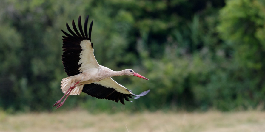 Cigogne blanche en vol