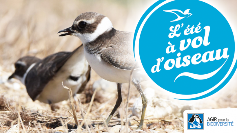 Grands gravelots + tampon "l'été à vol d'oiseau"