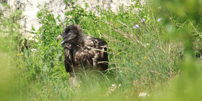 jeune gyapète barbu posé