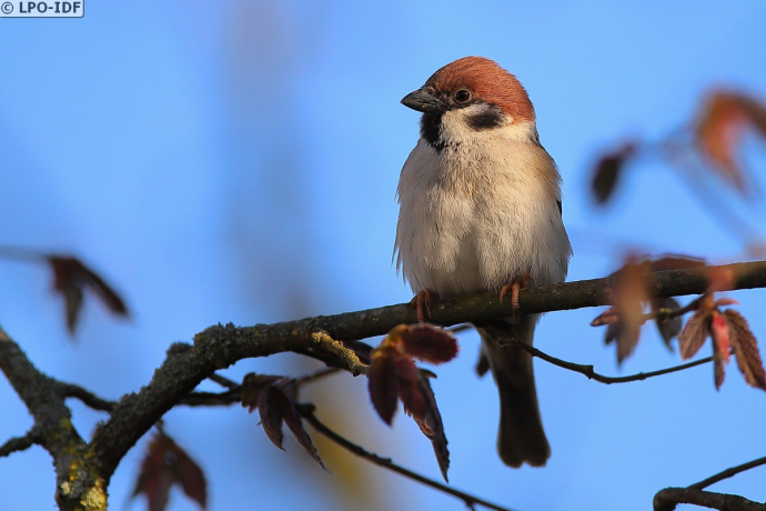 Moineau friquet dans un arbre