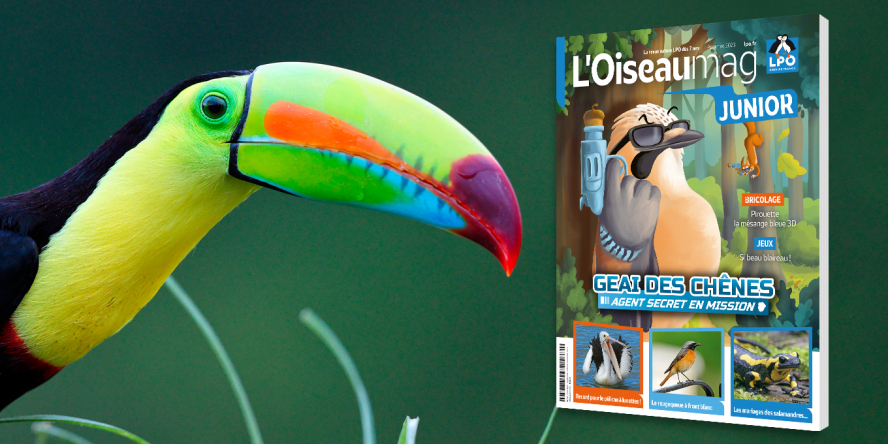 Couverture du magazine OISEAU MAG JUNIOR n°52