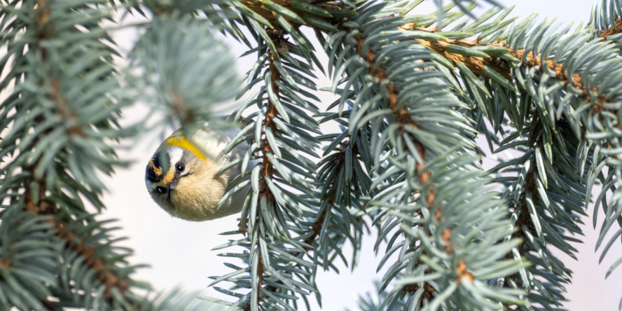 Roitelet à triple bandeau perché dans les branches d'un conifère