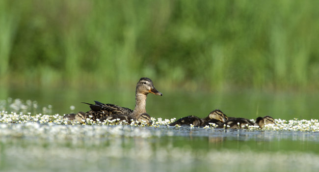 Cane colvert et jeunes canards colvert