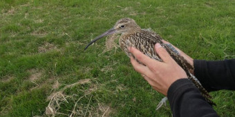 Courlis cendré portant une balise GPS sur le dos et tenu entre les mains d'un naturaliste près à le relâcher